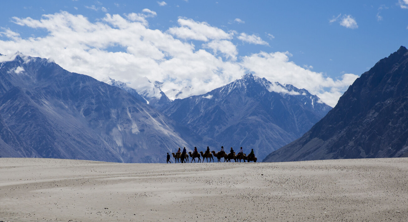 Camels on Hunder sand dunes in Nubra Valley, Ladakh, India