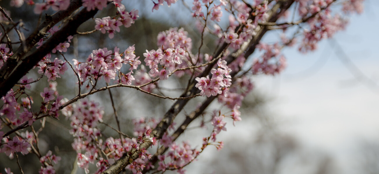 Shinjuku Gyoen, Cherry Blossom, Tokyo, Japan