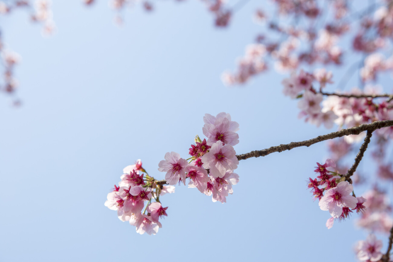 First afternoon with Sakura at Shinjuku Gyoen, Tokyo, Japan