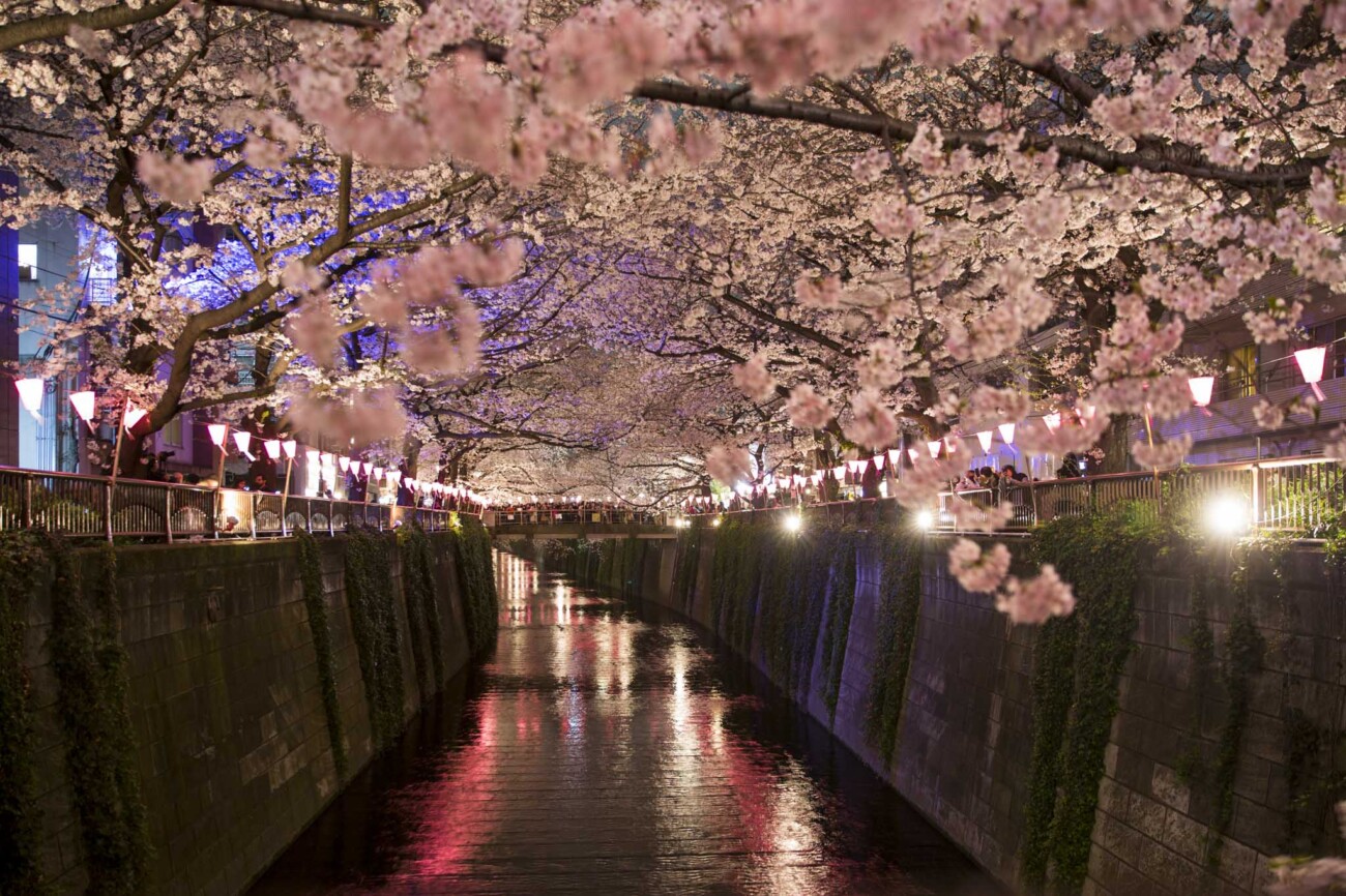 Meguro river and Cherry blossoms at night, Tokyo, Japan