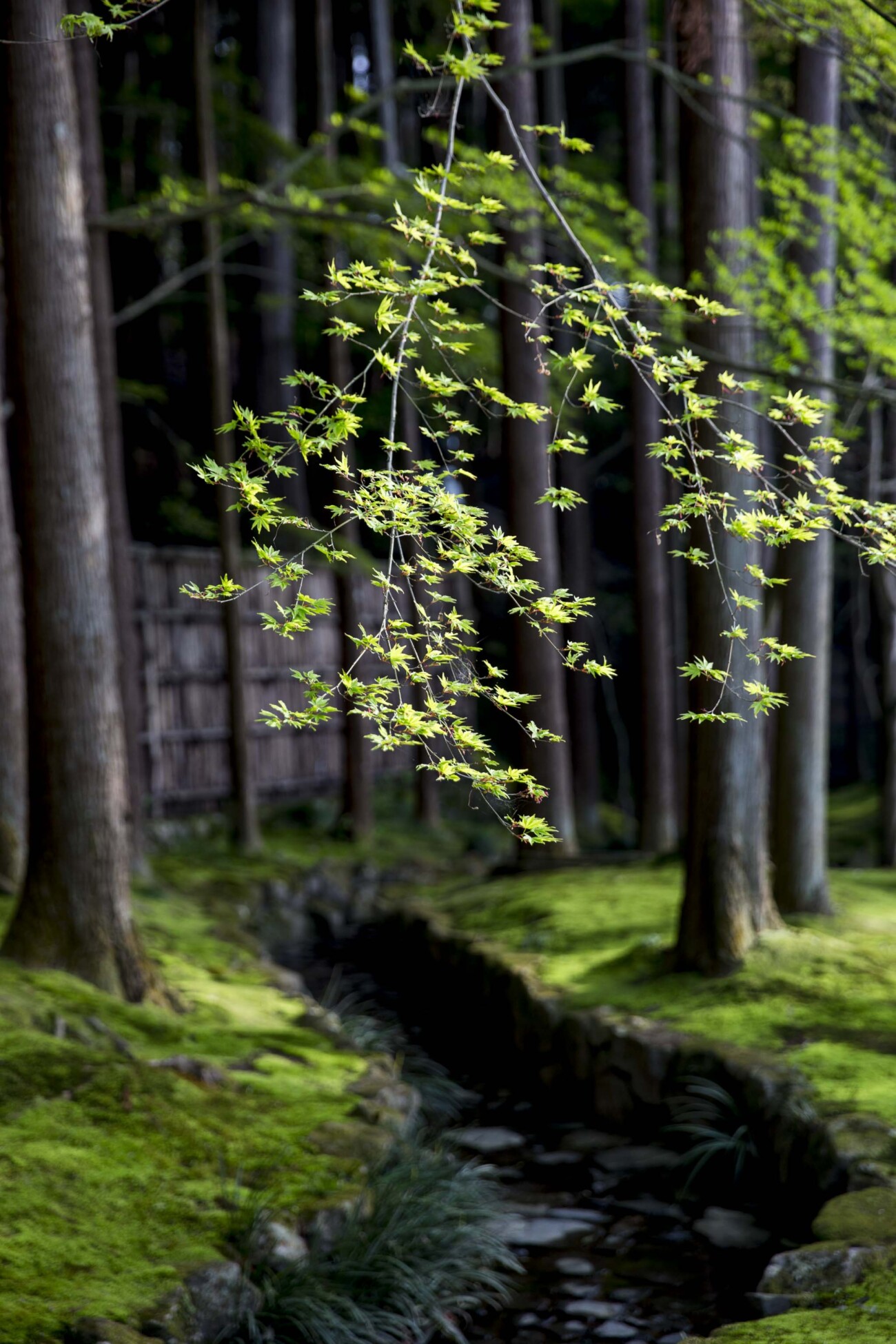 Japanese maple in spring, Ginkaku-ji, Kyoto, Japan