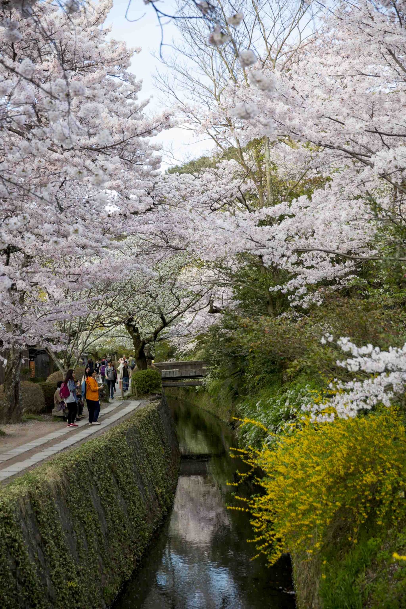 Philosopher's path adorned with sakura, Kyoto, Japan