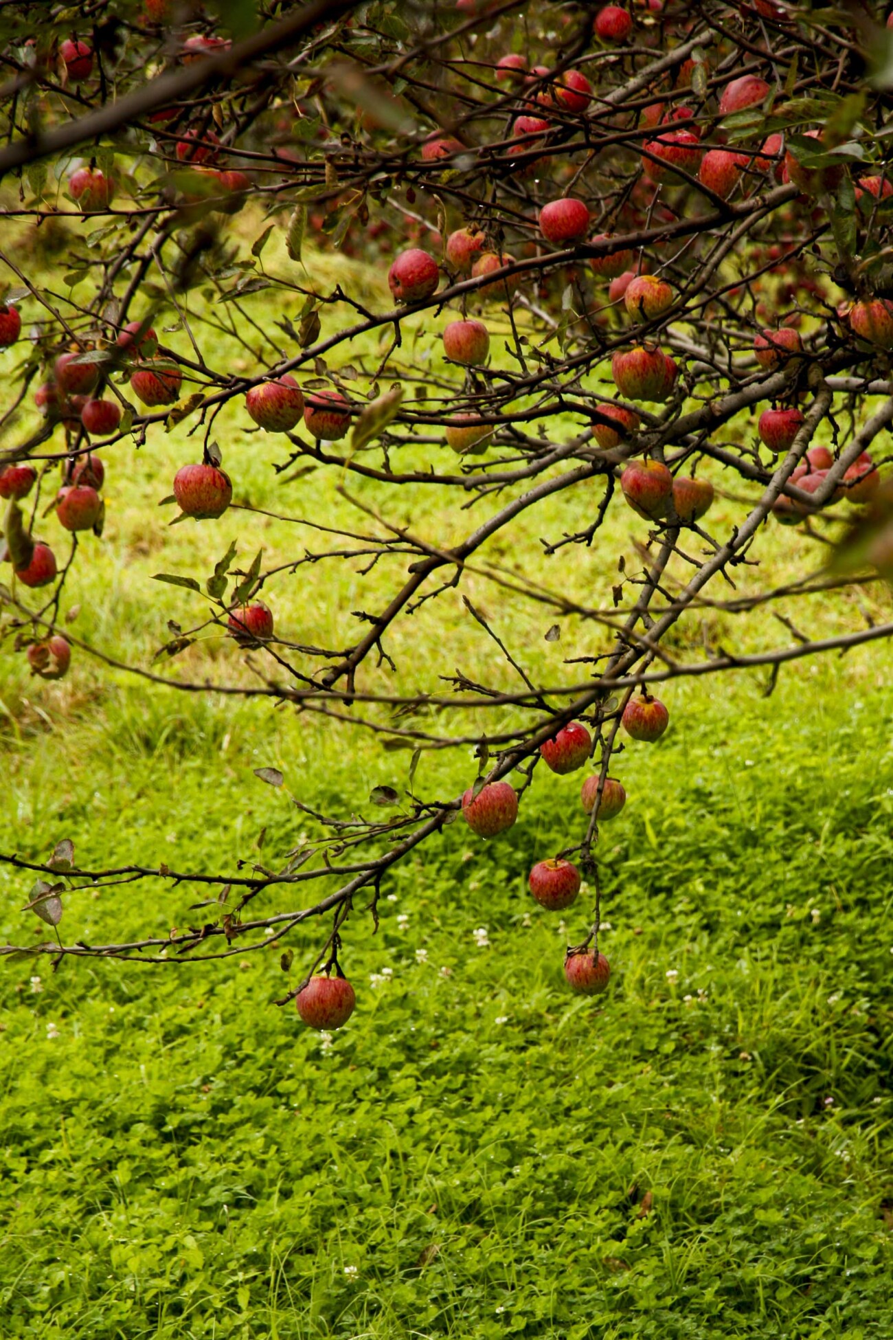 Apple season, Bhutan