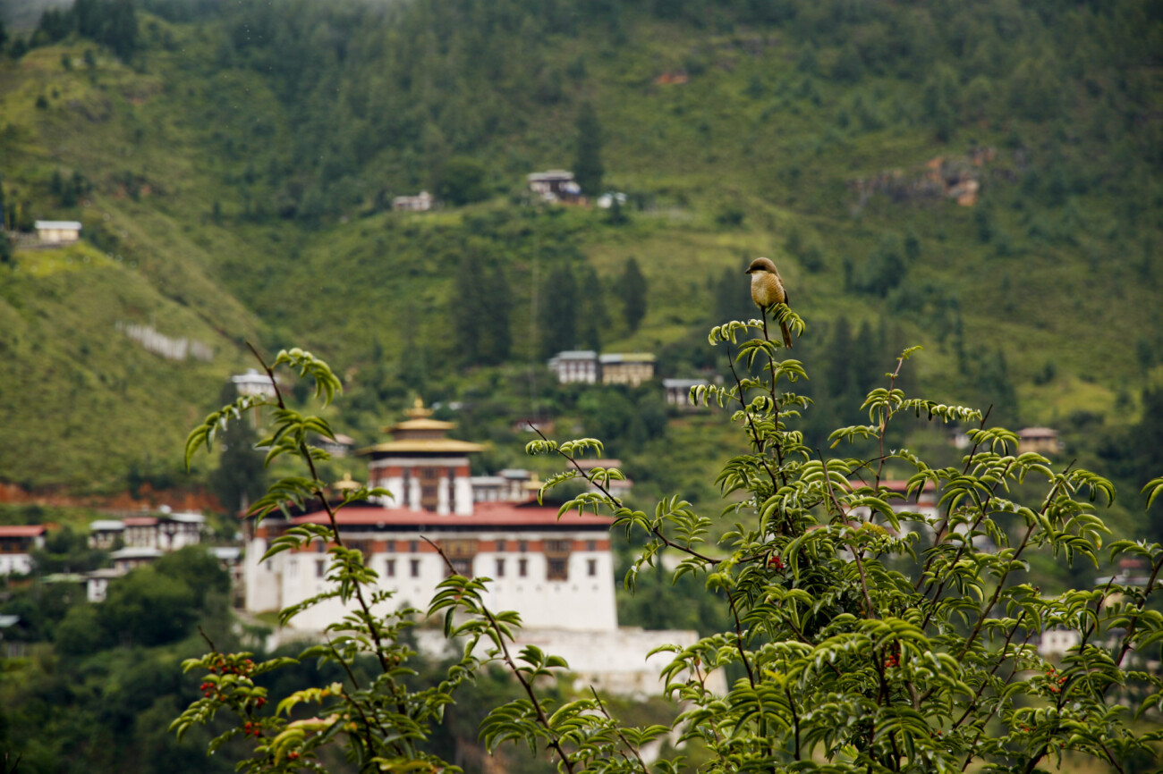 Rinpung Dzong in the backgroud, Paro, Bhutan