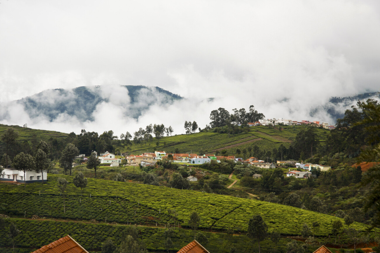 Tea plantations, Kotagiri, India