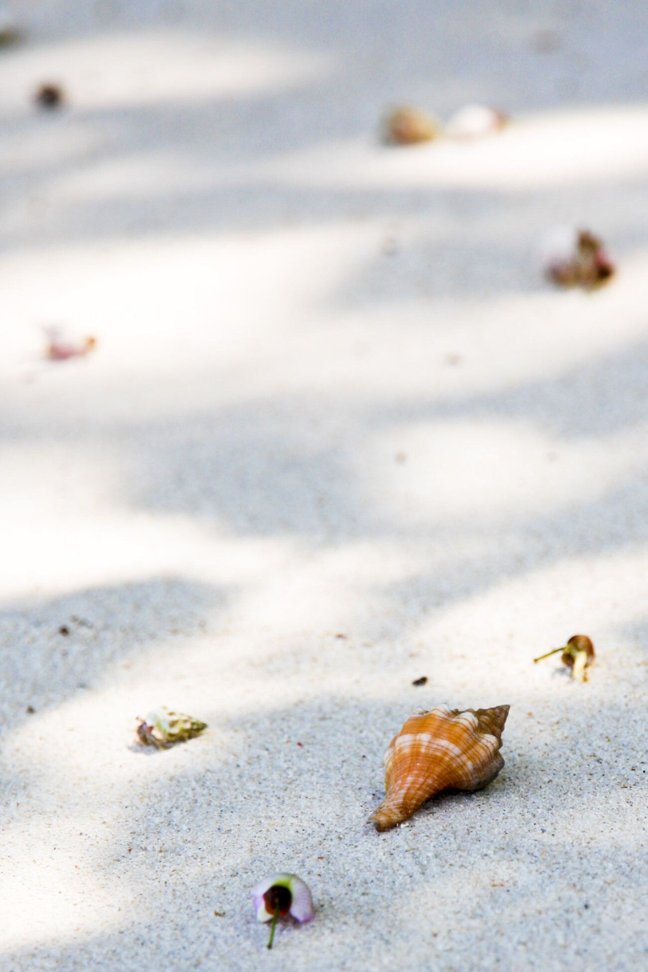 Kalapathar beach, Havelock, Andaman islands, India