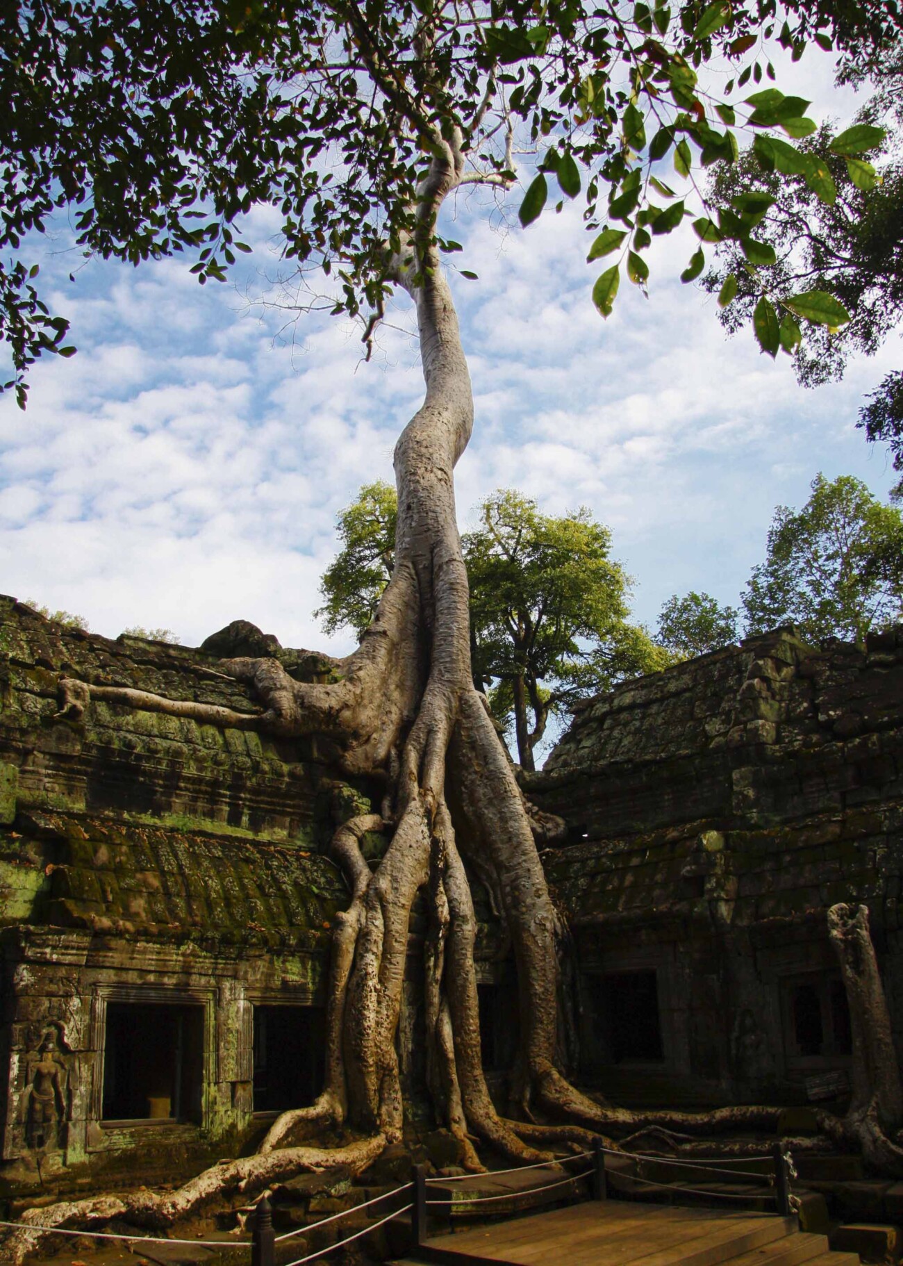 Ta Prohm, Siem Reap, Cambodia