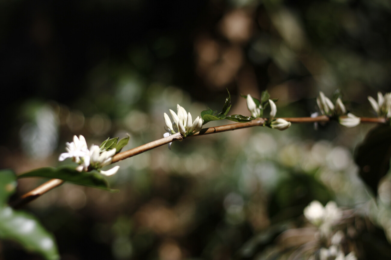 Coffee flower buds, the short lived coffee flowers in Chikamangaluru, Karnataka, India